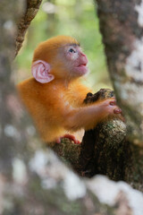 view of Juvenile Silvery Lutung aka Trachypithecus Cristatus with beautiful silver hair on the hollow of tree