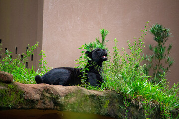 Pantera Negra. Onça pintada  © Alessandra Maeda