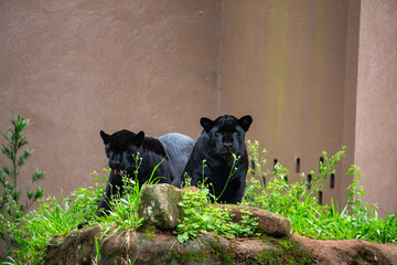 Pantera Negra. Onça pintada  © Alessandra Maeda