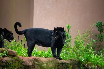 Fototapete Panther Pantera Negra. Onça pintada   © Alessandra Maeda