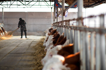 Cattle farm and cleaning workers