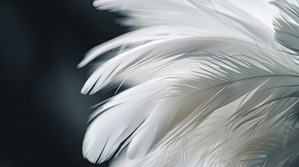 Obraz premium Close-up of white feather details against a dark background