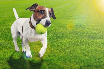 A dog runs on green grass hold ball