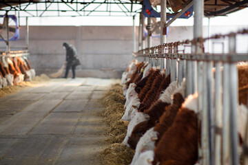Cattle farm and cleaning workers