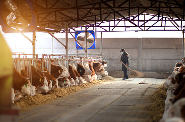 Cattle farm and cleaning workers