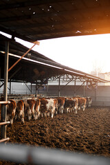Cattle on a cattle farm