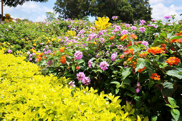 Obraz premium Flower field. Perennials gold and purple Lantana plants and shrubbery. 
