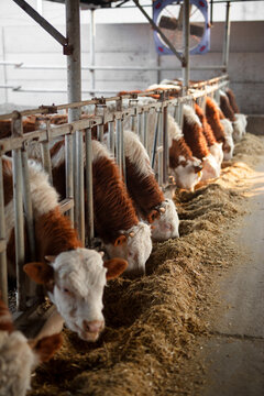 The cattle in the farm are eating grass