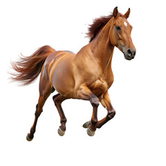  A Beautiful animal brown horse running with copy space on white background