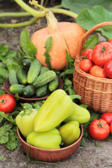 Pepper, cucumber, freshly harvested tomato on garden bed with pumpkin close up. Harvesting Organic summer vegetables harvest in garden