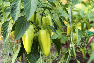 Pepper plant with leaves and green yellow peppers close up in garden. Organic gardening, farming