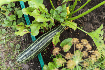 Green striped zucchini, vegetable plant grow outdoor on garden bed in garden. Organic gardening, growing vegetables