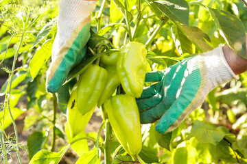Organic pepper harvest in farmer hands in vegetable garden in sunlight. Harvesting fresh yellow green peppers, gardening, farming