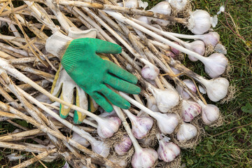Harvesting garlic in the garden. Bunch of freshly harvested garlic with gloves, organic farming concept