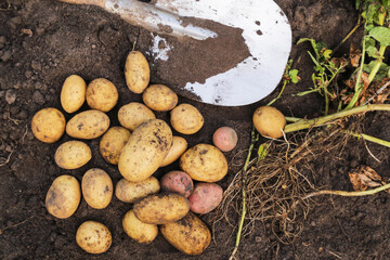 Organic potato harvest close up, top view. Freshly harvested dirty eco bio potatoes with shovel on soil ground in farm garden