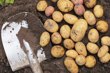 Potato close up. Freshly harvested organic potatoes harvest with shovel on soil ground in garden top view
