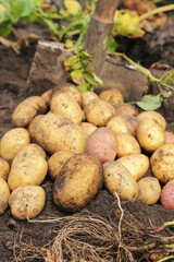 Organic potato harvest close up. Freshly harvested potato with shovel on soil garden in farm garden
