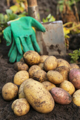 Organic potato harvest close up. Freshly harvested potato with shovel and gloves on soil garden in farm garden