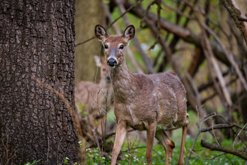 White Tail Deer in Woods Deer Buck Doe Deer Spring Woods Forest White Tail Deer in Woods, Family of Deer, Fawn in the Forest, Deer Buck Doe Deer Spring Woods Forest