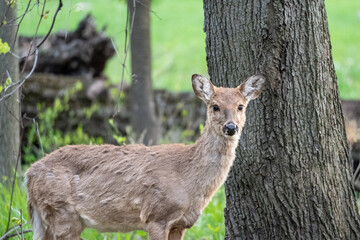 White Tail Deer in Woods Deer Buck Doe Deer Spring Woods Forest White Tail Deer in Woods, Family of Deer, Fawn in the Forest, Deer Buck Doe Deer Spring Woods Forest