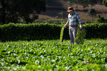 Asian farmer is carrying tray of young vegetable salad seedling to plant in the soil for growing organics plant during spring season and agriculture