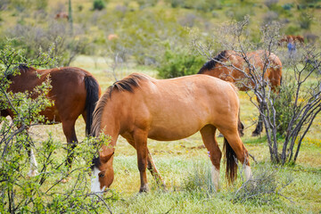 Naklejka na ściany i meble Wild Arizona Horses
