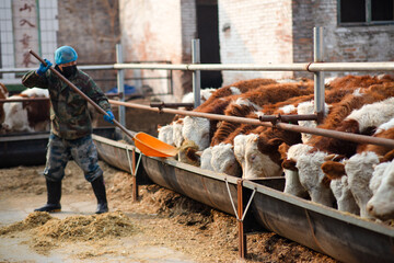 The cattle workers are feeding the calves
