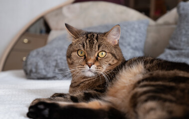 The cat lies on the bed and looks at the camera. Cute pet.