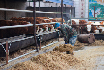 The cattle workers are feeding the calves