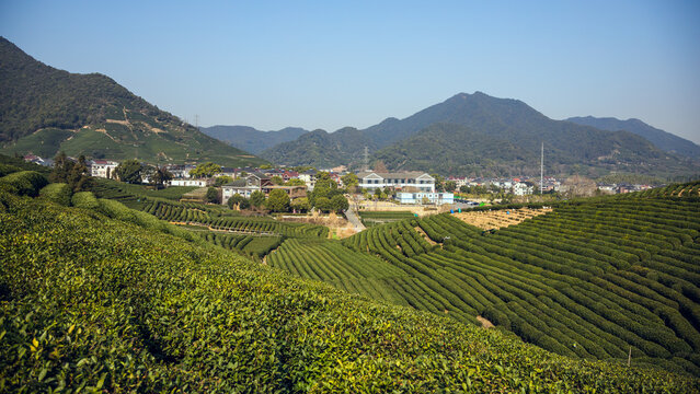 Longwu Tea Garden, Xihu District, Hangzhou City, Zhejiang Province-Tea garden scenery under the blue sky