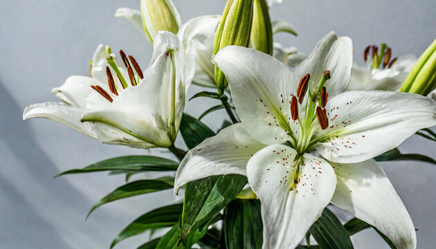 Beautiful white lilies on light background, symbol of gentleness, purity and virtue. closeup