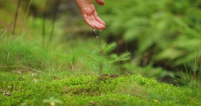 Caring hands nurture a young pine tree in lush mossy forest, symbolizing growth. Watering sapling in woodlands. Tender act of conservation.