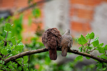 Aves columbina ou pomba rolinha. Brasil	