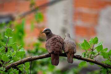 Aves columbina ou pomba rolinha. Brasil	