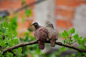 Aves columbina ou pomba rolinha. Brasil	