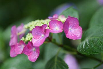雨の日のアジサイの花