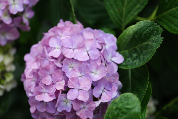 雨の日のアジサイの花