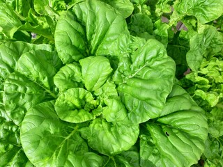 Green and fresh mustard plants in the yard