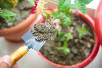 holding Garden shovel with fertile soil, Planting a small plant on pile of soil,