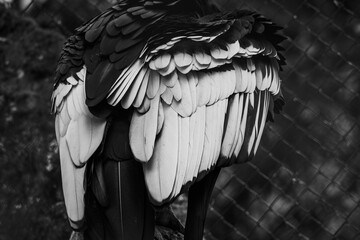 A monochrome close-up of an Andean condor's feathered back, showing detailed plumage
