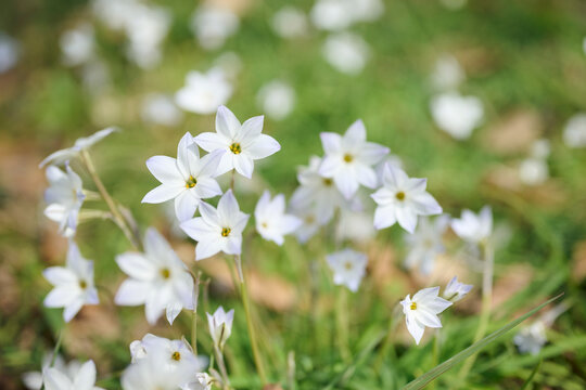 春の草原に咲く純白の花韮