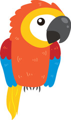 Cute macaw