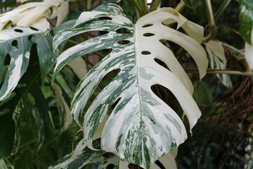 Closeup of the highly variegated leaves of Monstera Borsigiana Albo © Khairil