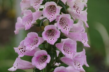 Beautiful tiny purple freckles of Mixed Cultivars Foxglove flower