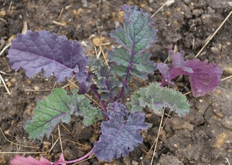 Closeup of a red Russian kale on the vegetable garden