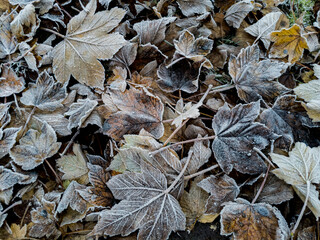 Frozen Fallen Leaves, Glasgow, Scotland, UK