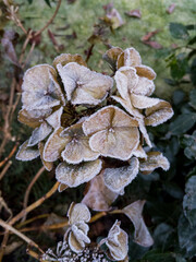 Snow Covered Common hydrangea (H. macrophylla), Glasgow, Scotland, UK