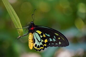 Fototapeta na wymiar Cairns Birdwing Butterfly Butterfly, Largest Butterfly in the World, Brightly Colored Butterfly on Leaf, Bokeh Background