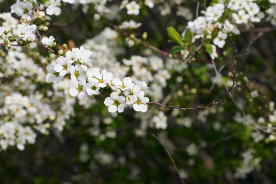 春の息吹、ユキヤナギの白い花が満開