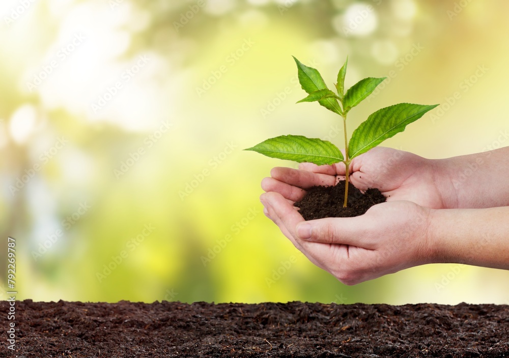 Wall mural Green fresh plant in human hands. Eco concept